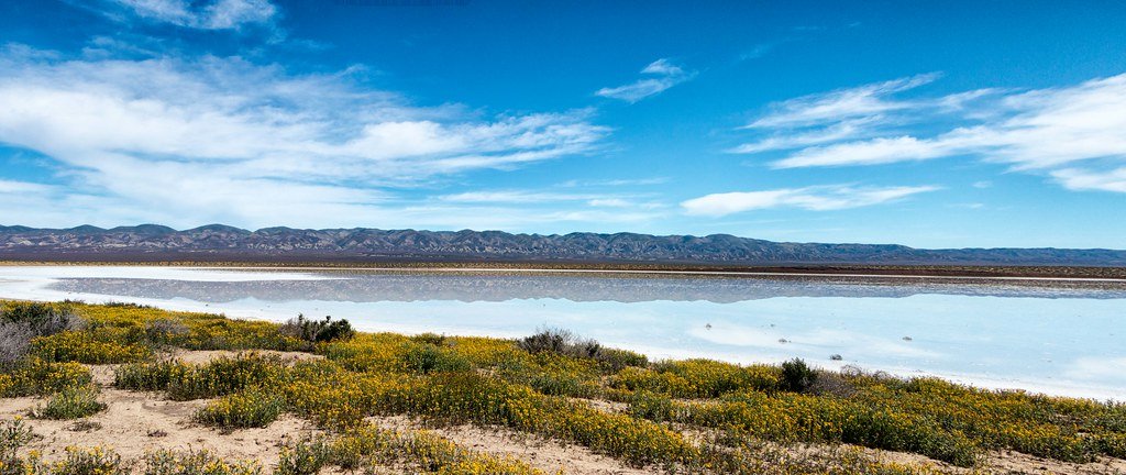 Soda lake ecosystem