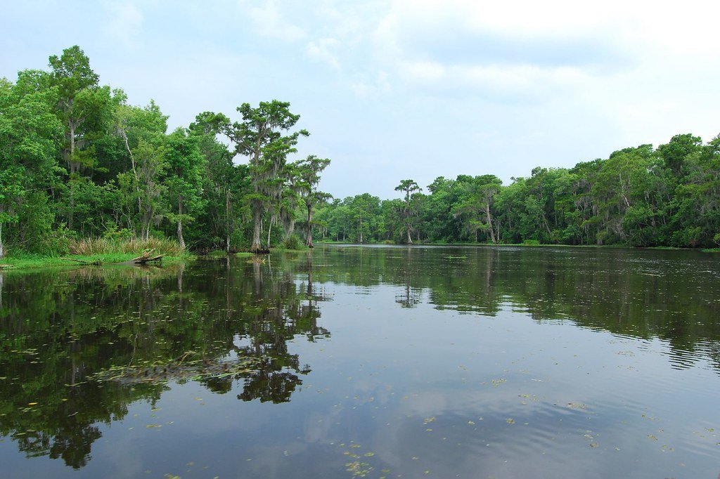 Bayou: Louisiana's Wetland.