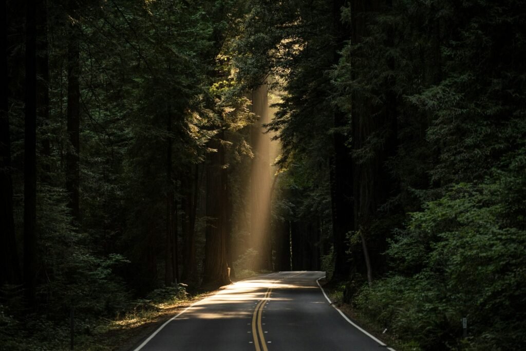 Empty concrete road covered surrounded by tall tress with sun rays.