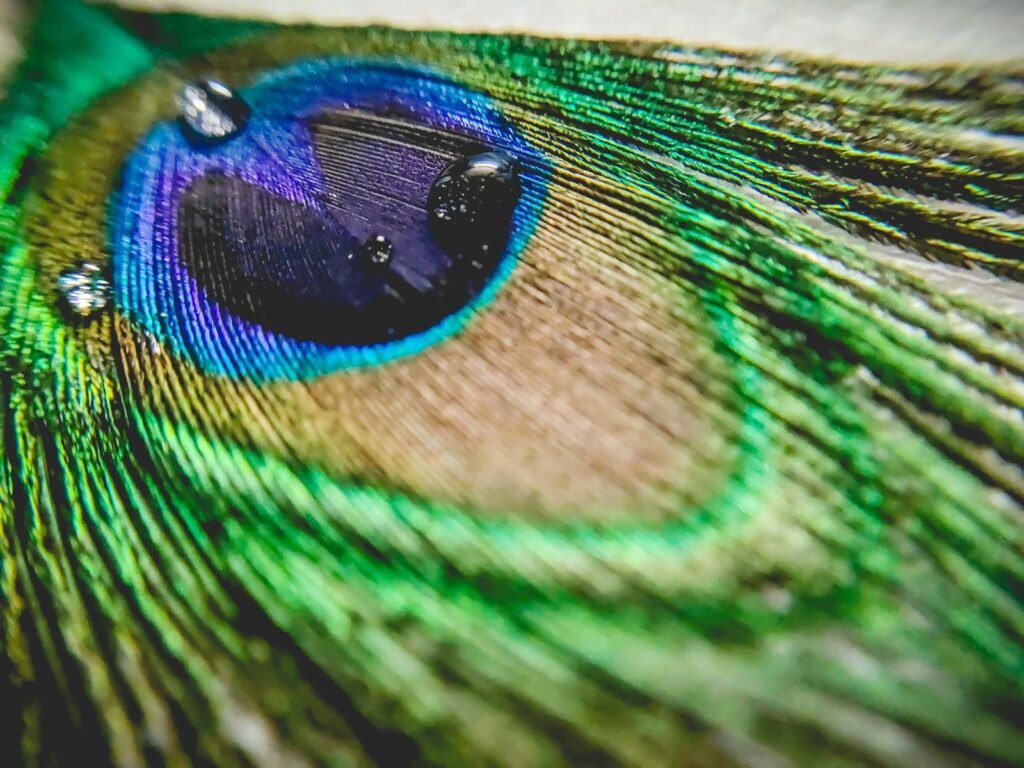 Close-up of a vibrant peacock feather with water droplets, showcasing intricate colors.