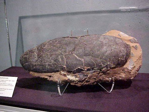 Fossilized dinosaur egg