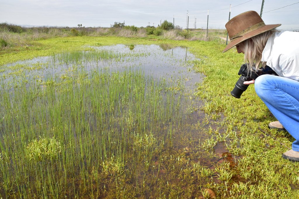 Vernal pool ecosystem