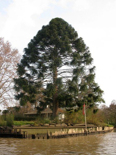 Bunya pine