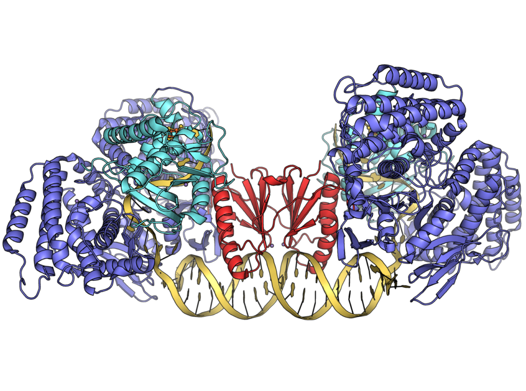 Geobacter sulfurreducens Cas1-Cas2-Cas4 complex PDB 7MI4. 