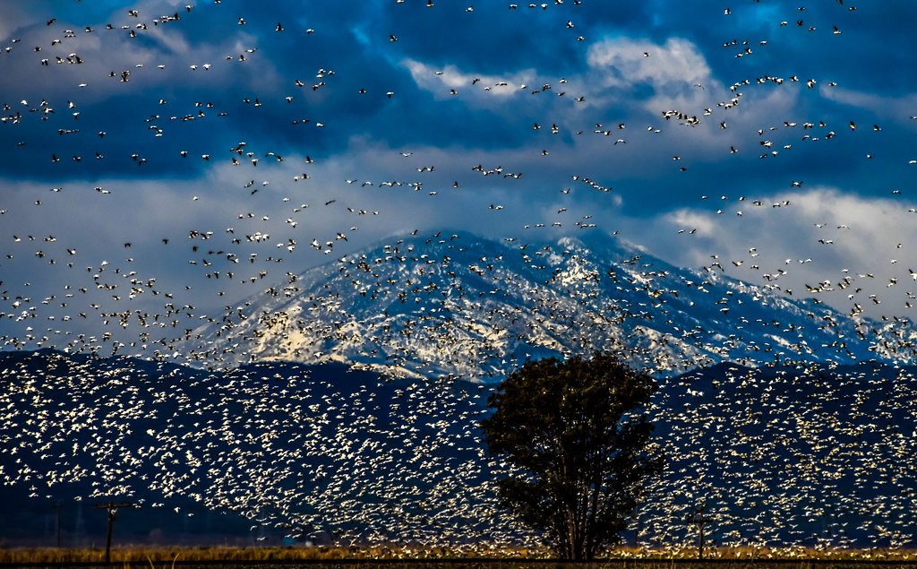 Bird Migration, animal migration