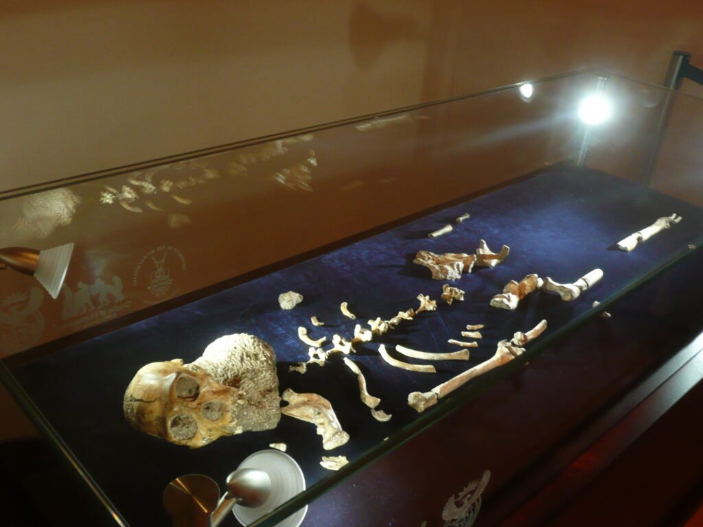 Australopithecus sediba, on display in Maropeng.