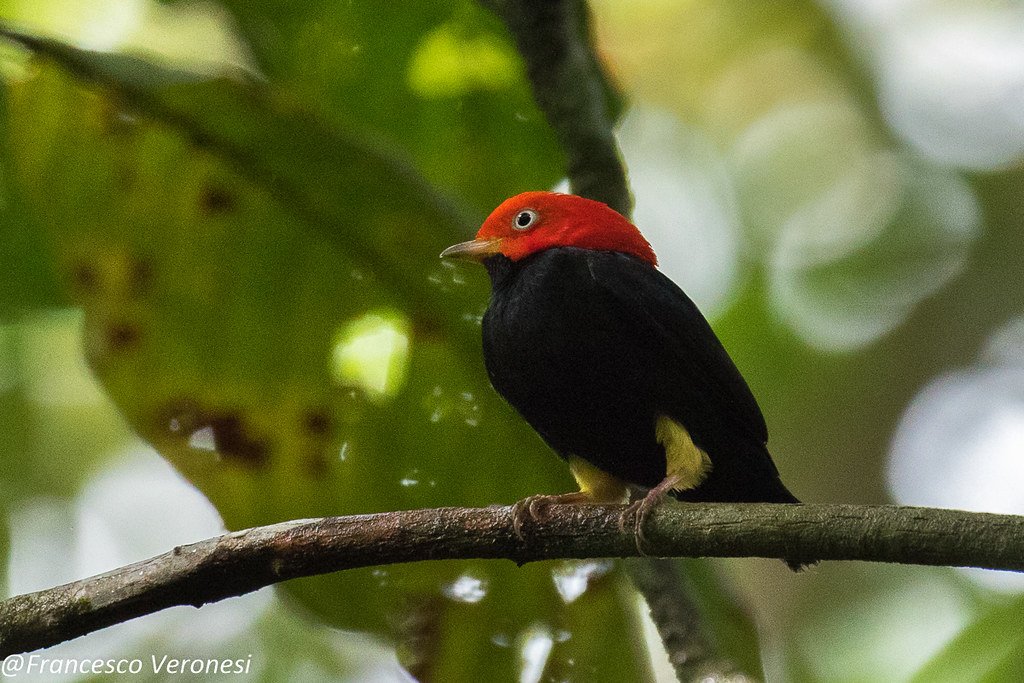 red-capped manakin bird, mating rituals of animals