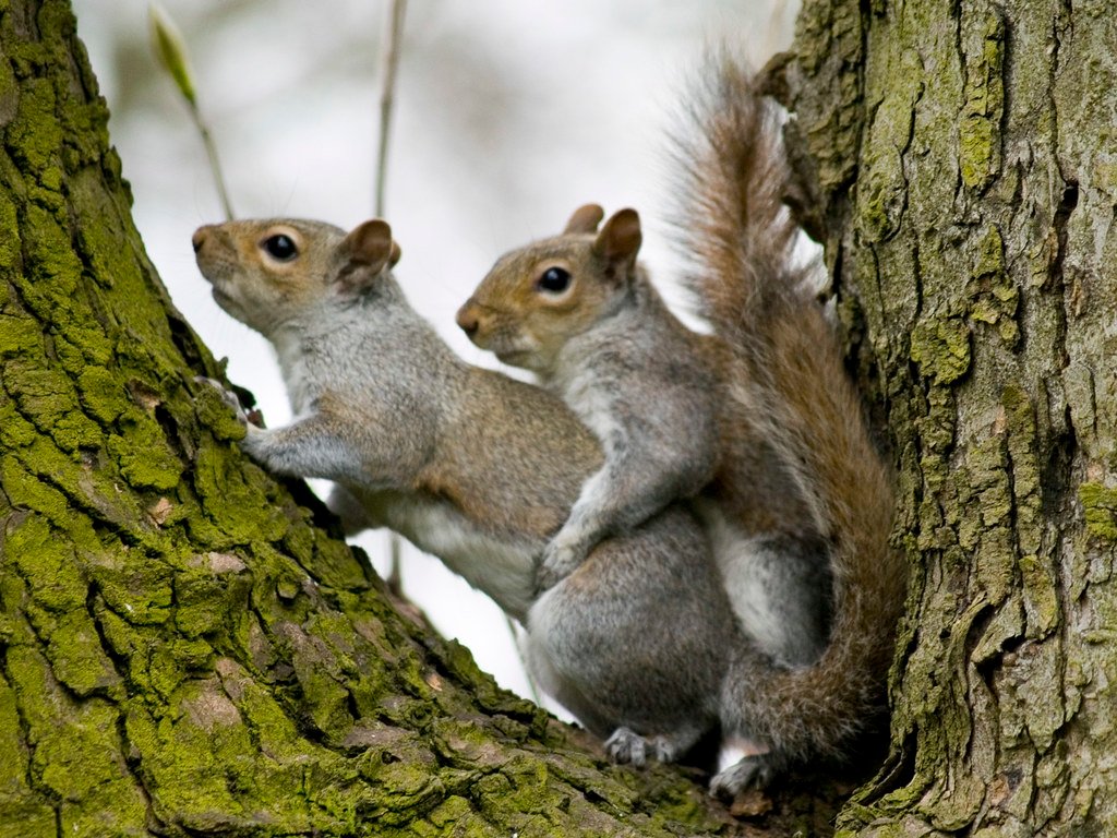 Animal mating rituals