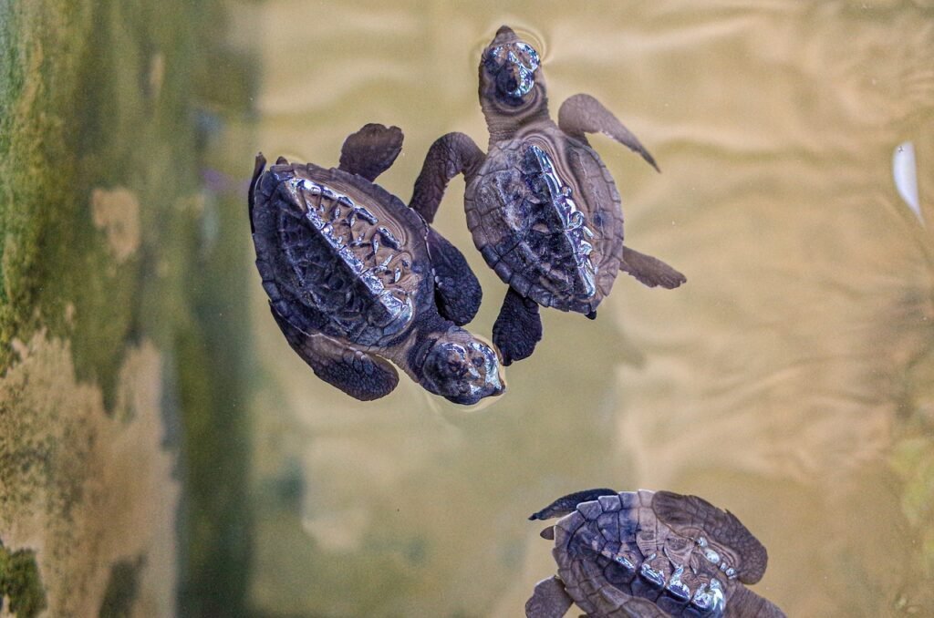 sea turtle hatchling, turtle hatchling, tiny, small, young, baby, conservation, endangered, nature, environment, sea turtles, water, coast, seacoast, wildlife, turtle, close up, emergence, marine, reptile, birth, new, ocean, babies, newborn, brown news, brown emergency, brown new