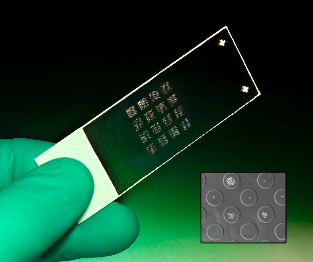 A scientist holding microenvironment microarrays.