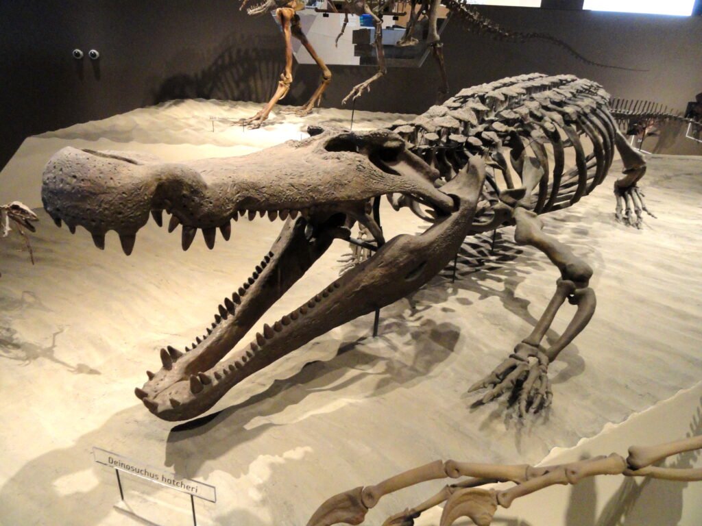 Deinosuchus, predators