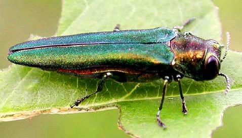 Emerald ash borer