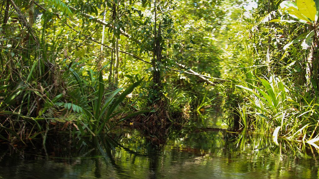 Peat Swamp forests of the Katingan Peatland Reserve, Central Kalimantan, Indonesia.
