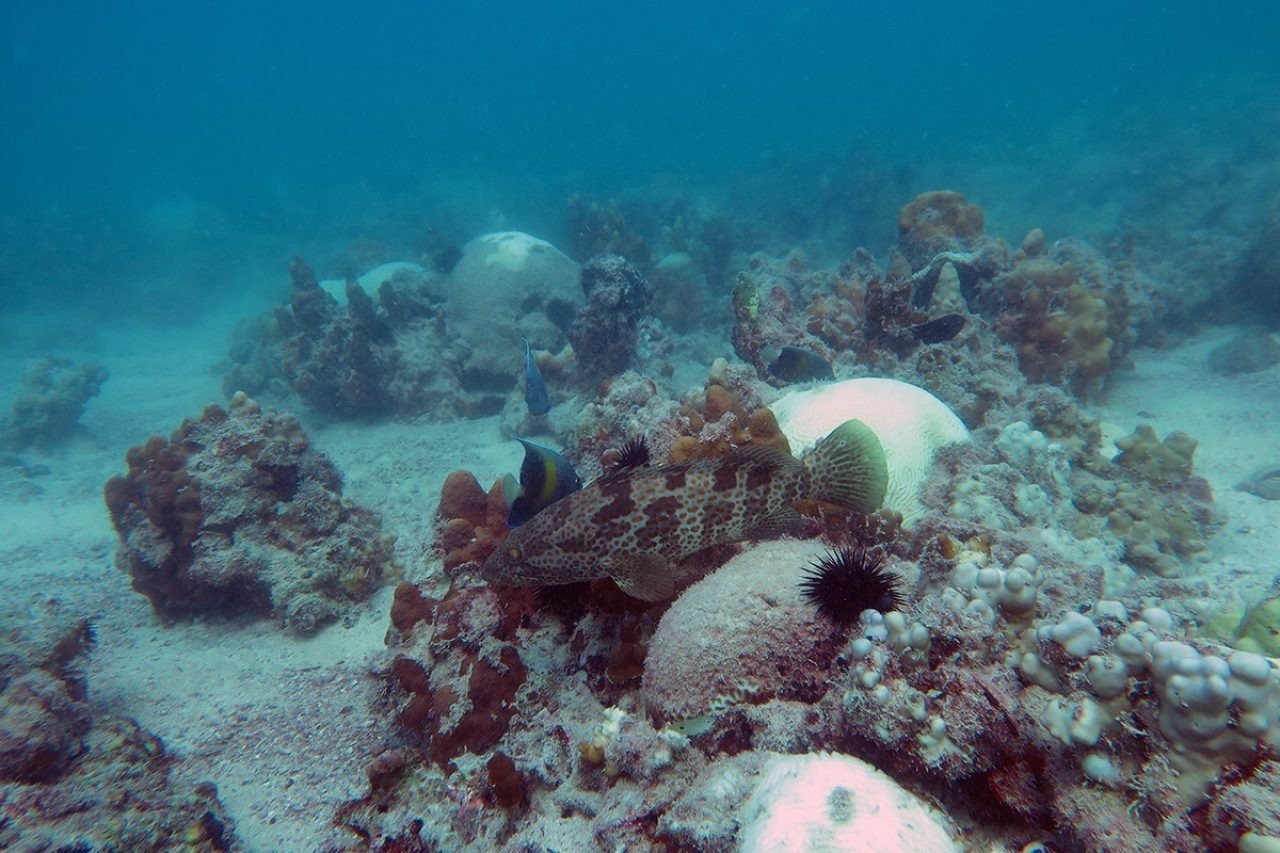 Exploring the Role of Marine Biology in Climate Change Research