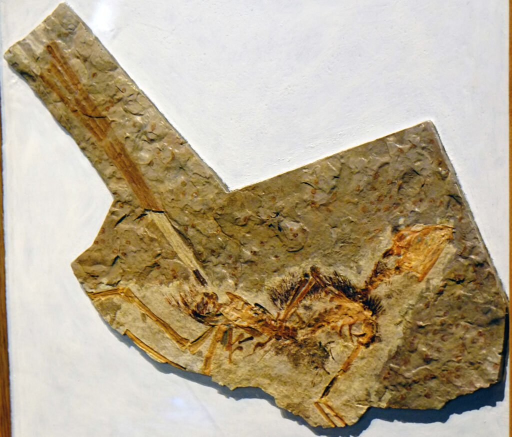 Epidexipteryx replica in Japan.