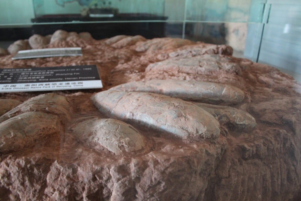 Fossils of dinosaur egg