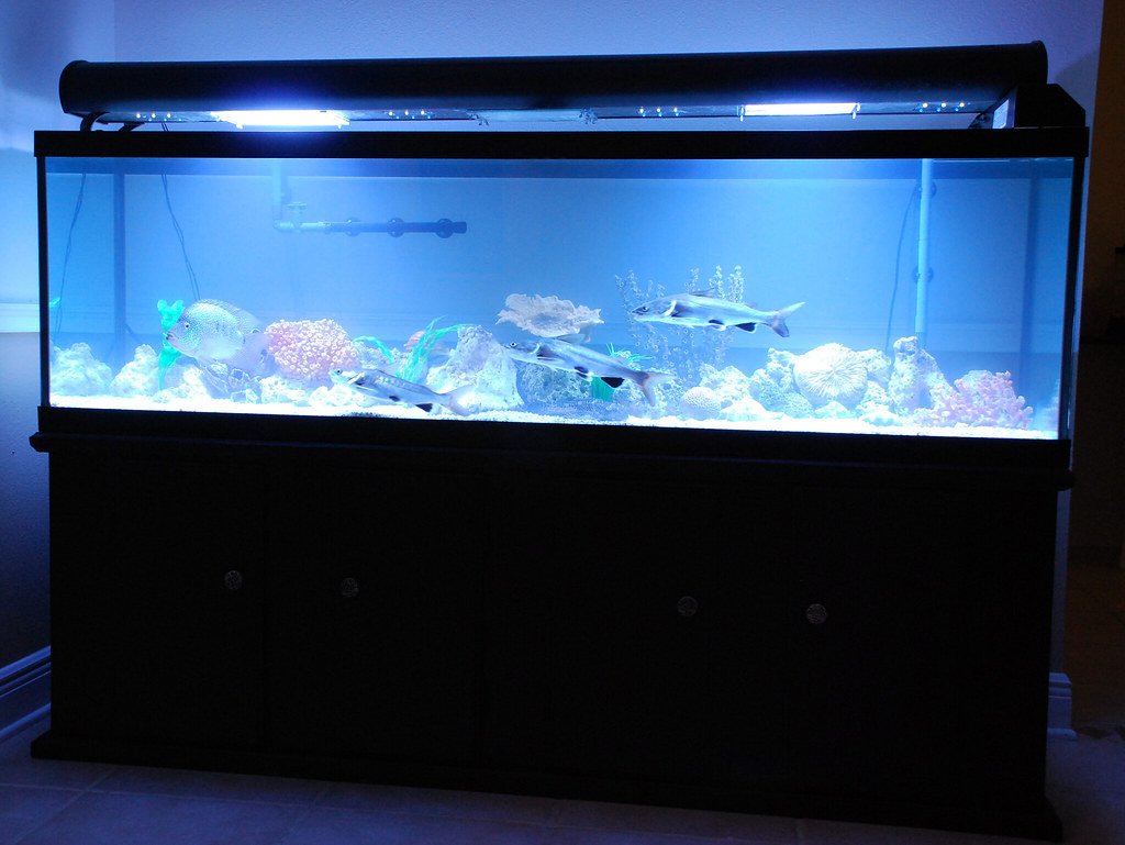 Animal therapy, aquarium