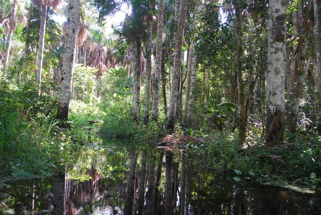 Deep part of Amazon rainforest