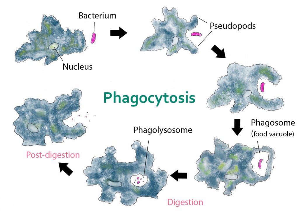 Phagocytosis.