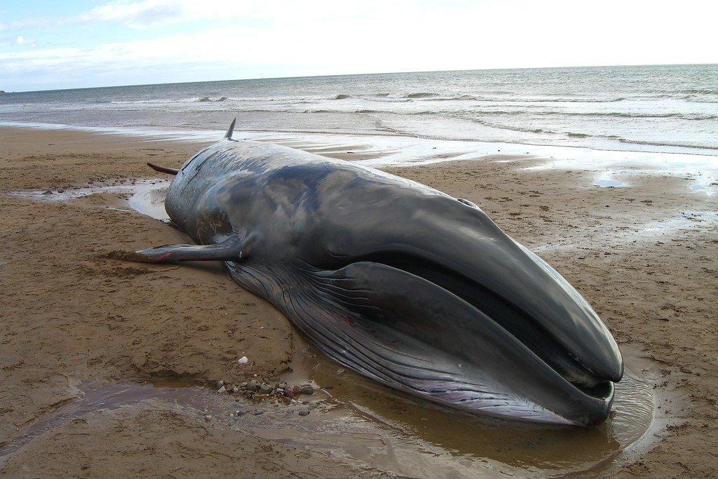 Sei whale washed up at Elliot Links beach, Arbroath.
