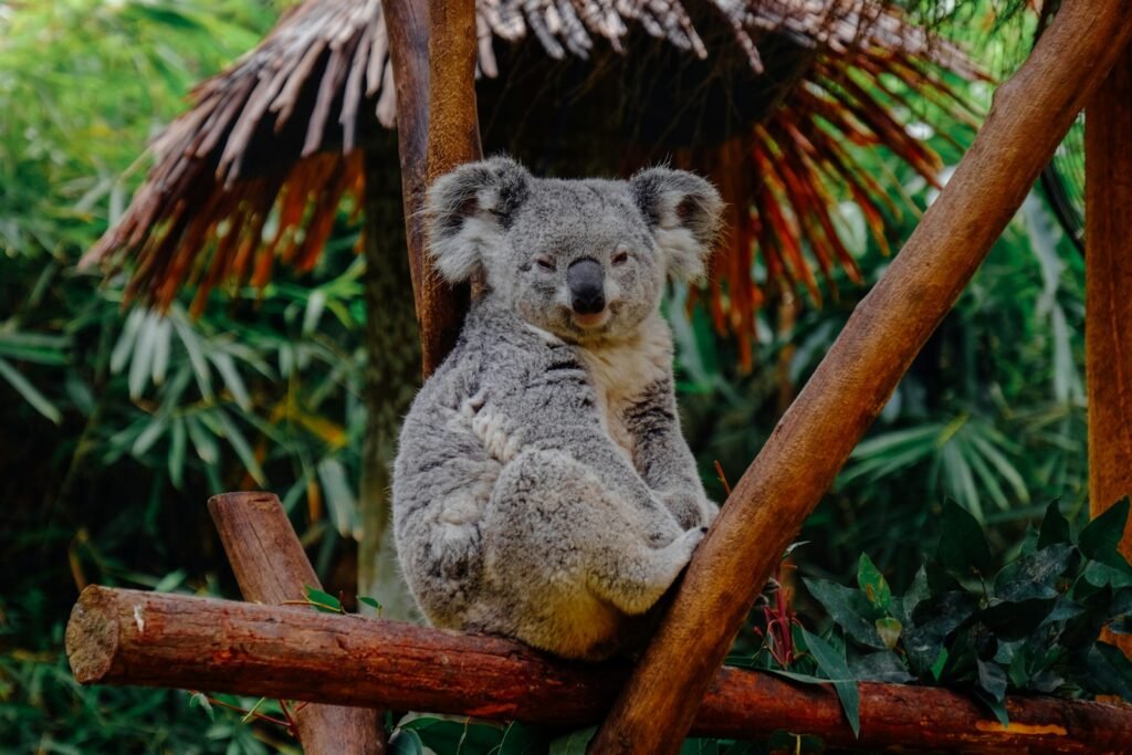 Koala on a branch.