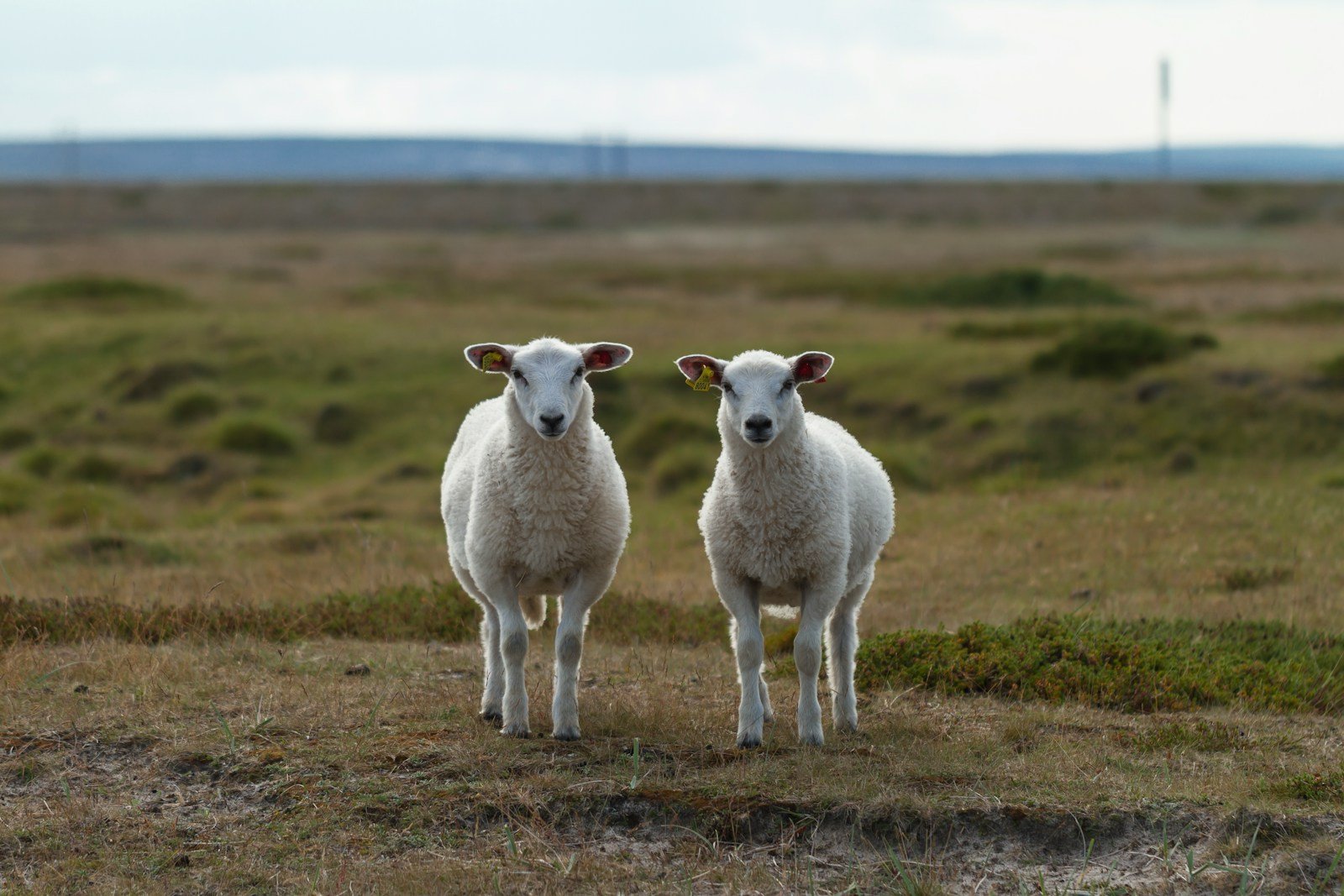 The Ethics of Animal Cloning for Conservation Purposes