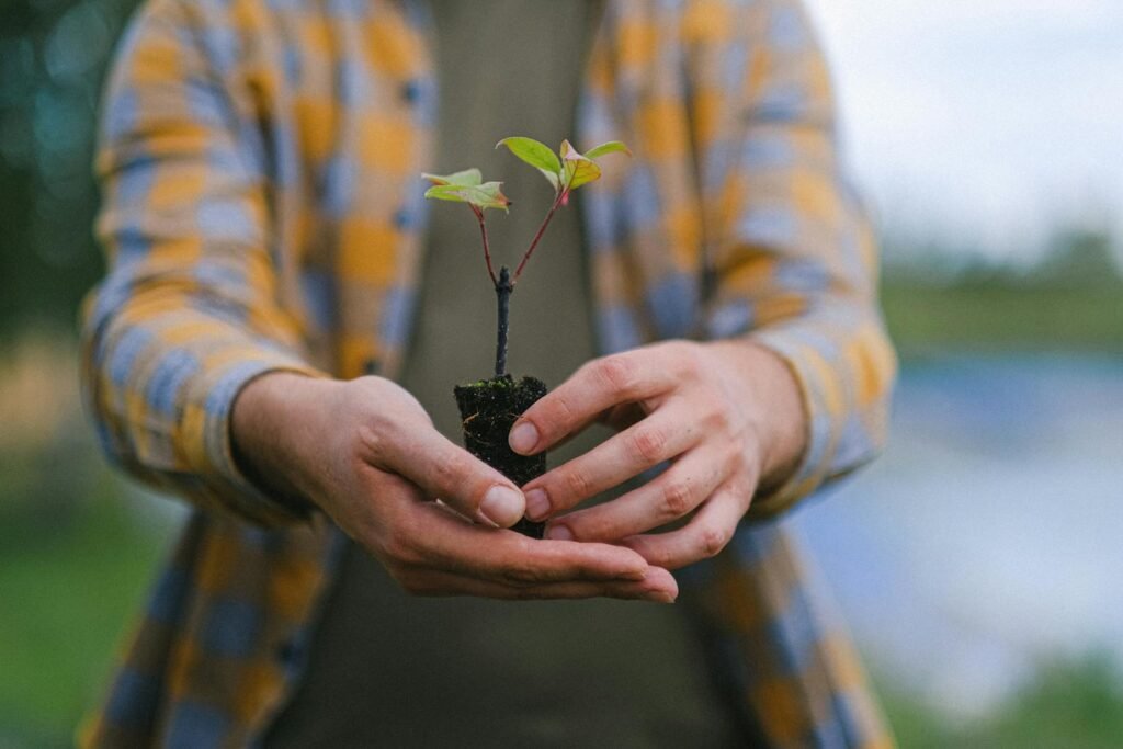 A person holding small seedling during reforestation efforts.