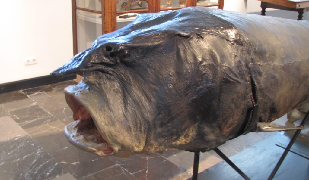 Stuffed Beluga Sturgeon, found in Rioni river Georgia in 19th century.