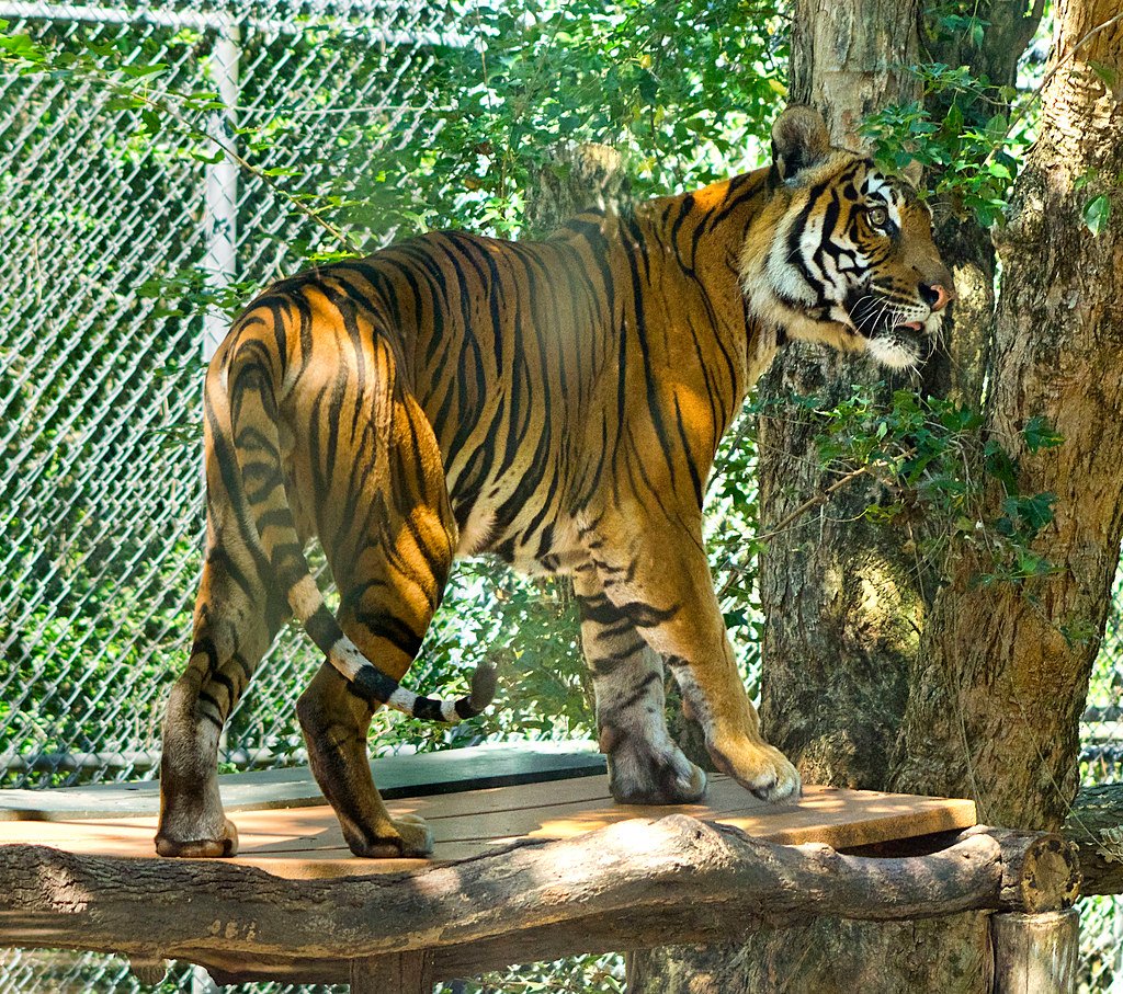 Malayan tiger