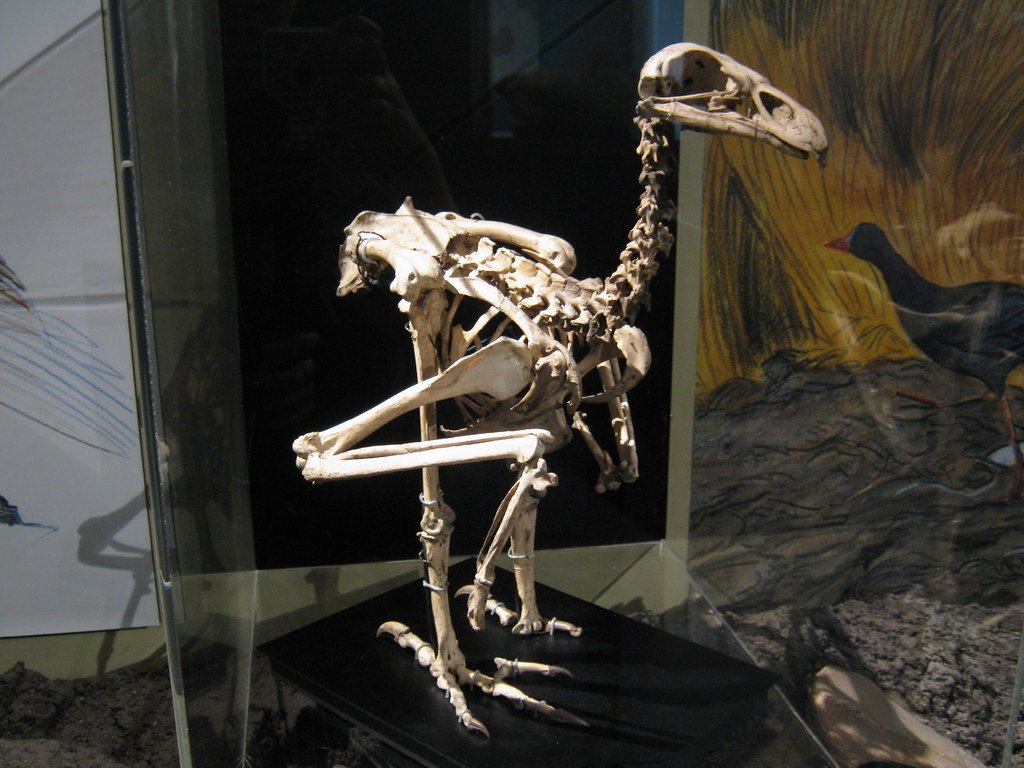 Haast Eagle and Giant moa of New Zealand