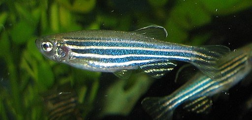 Zebrafish used for cancer research