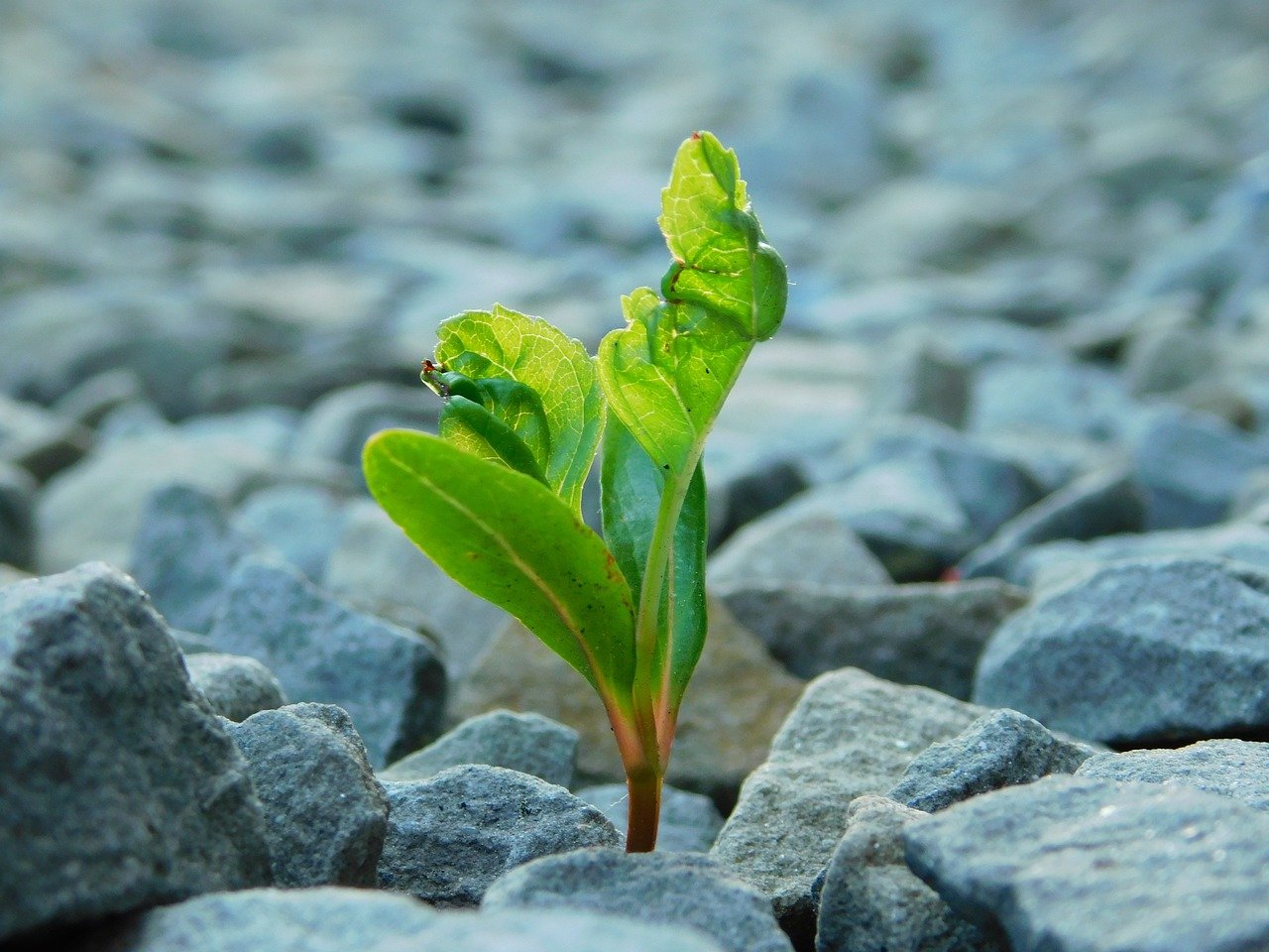 How Studying the Environment Can Lead to a Life of Purpose and Impact