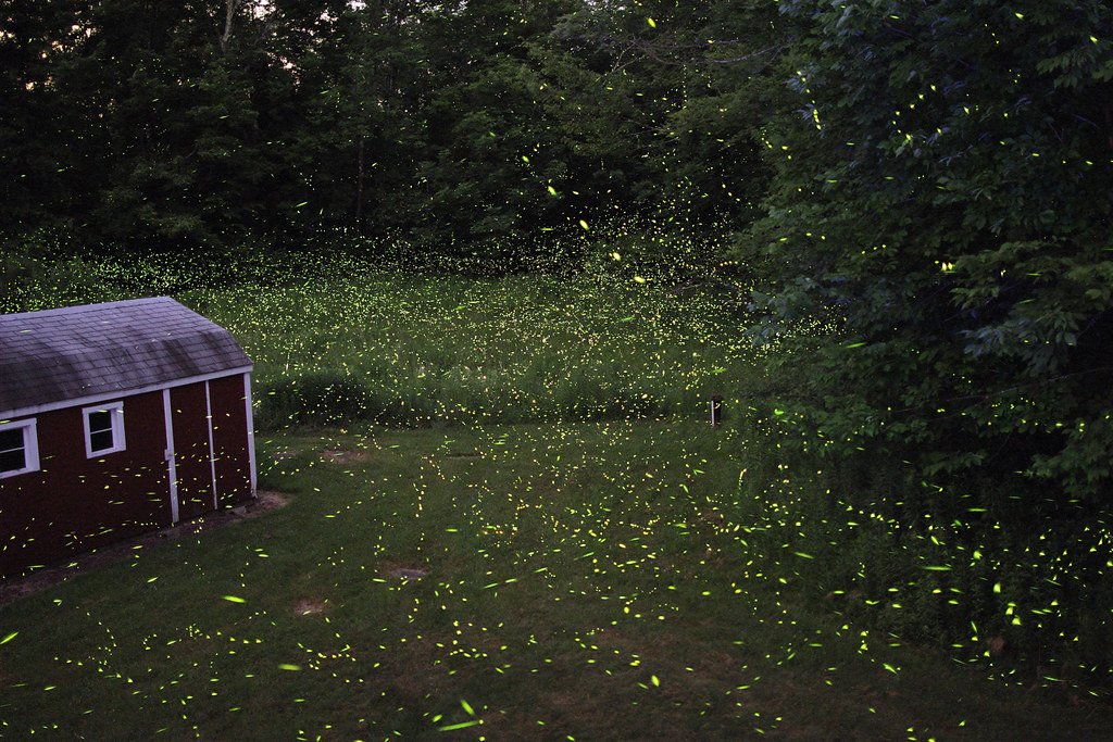 Fireflies, animal mating ritual