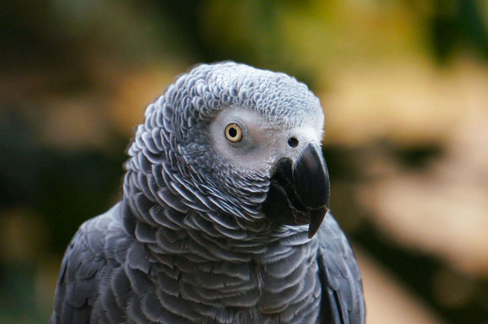 The Parrots That Invented Their Own Words: What We’re Learning About Animal Language