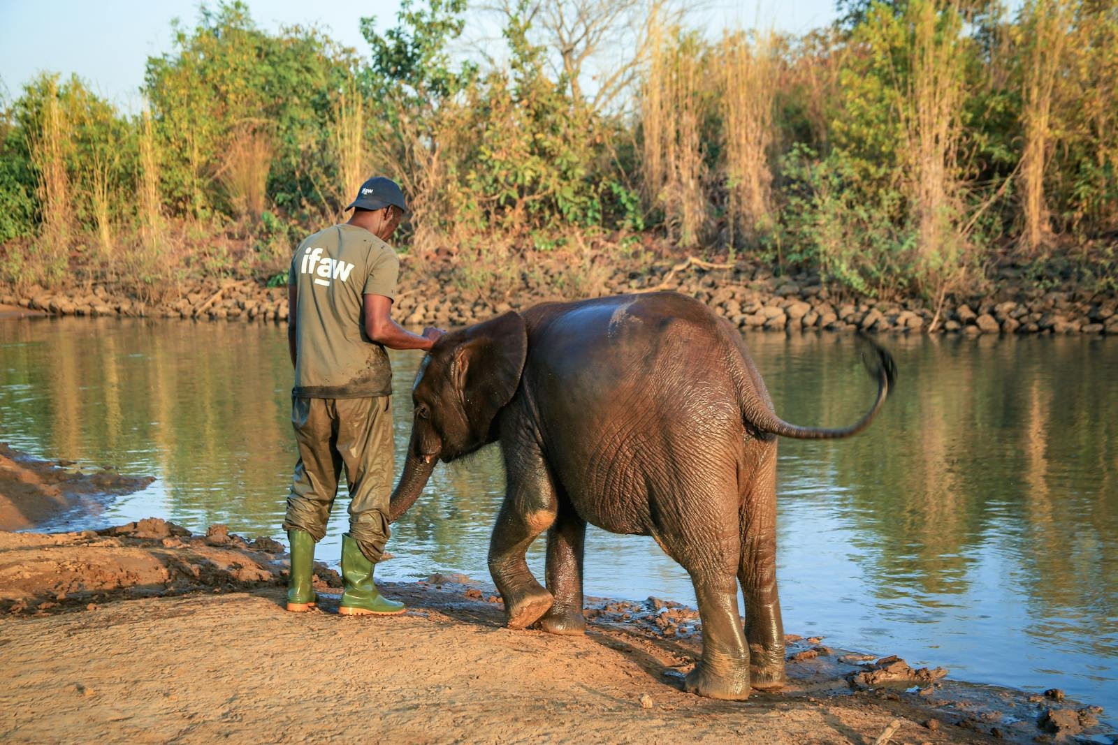 30 Amazing Ways Humans Have Learned From Animal Behavior