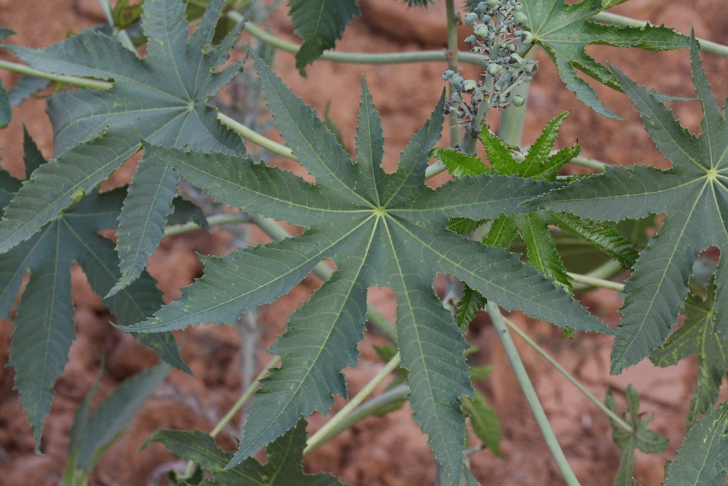 Castor Oil Plant , beautiful and dangerous plant
