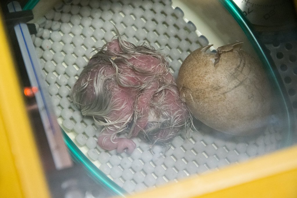 Kākāpō