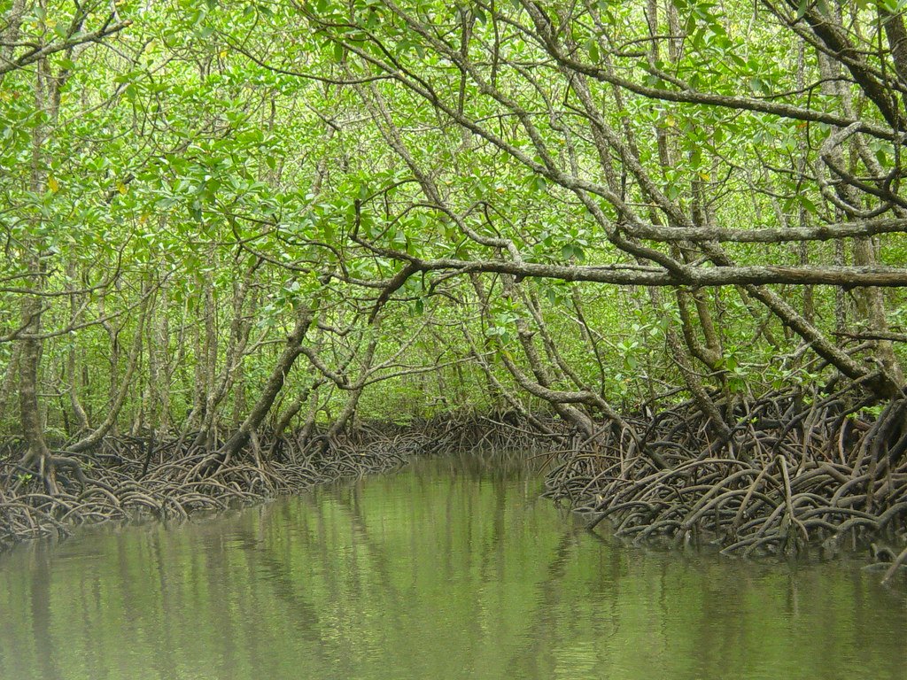 Mangrove Swamp ecosystem