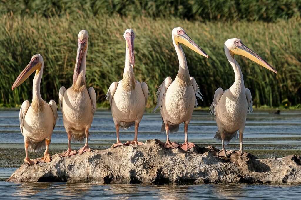Great white pelicans standing on a rock.