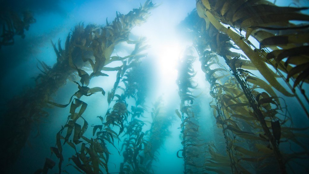 Kelp Forest ecosystem
