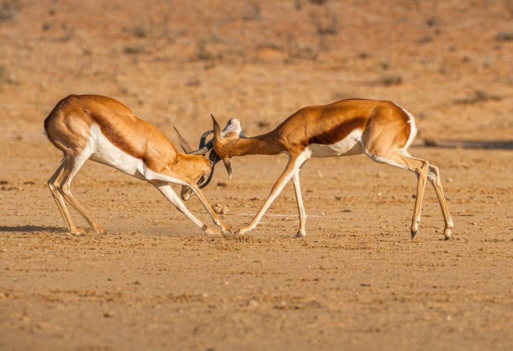 Two deers fighting each other.