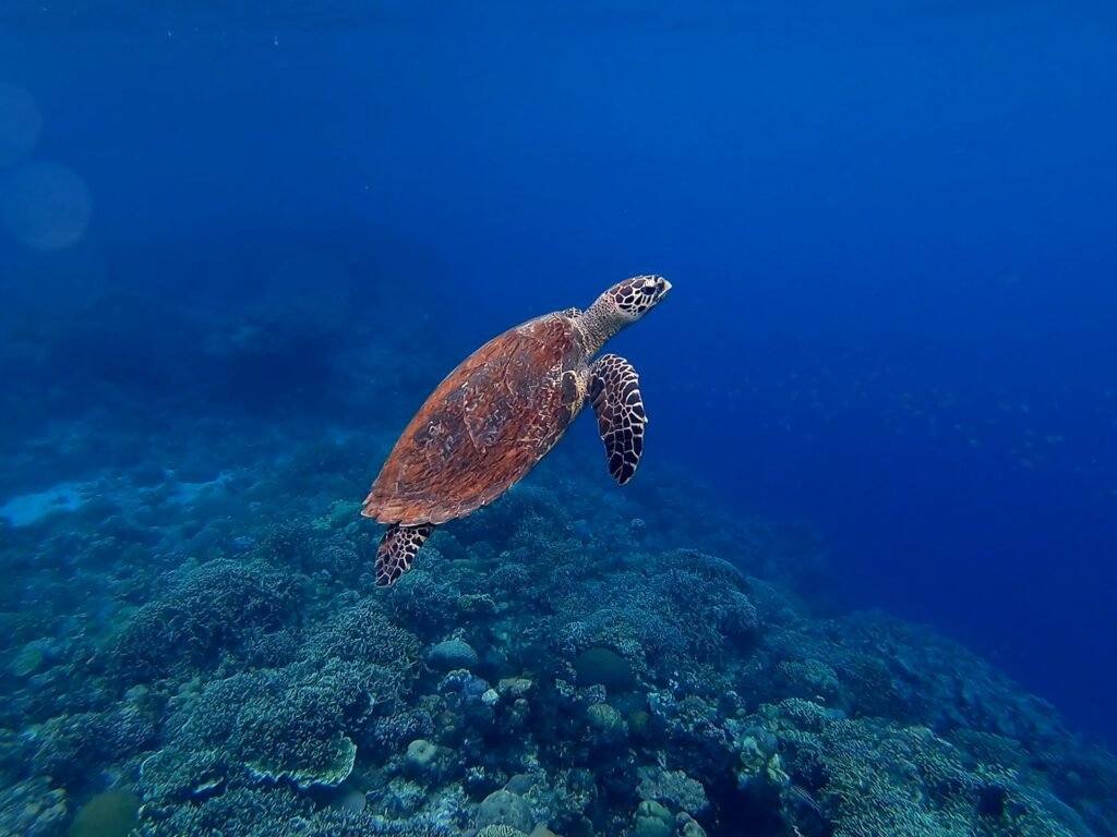 Hawksbill turtle in sea.