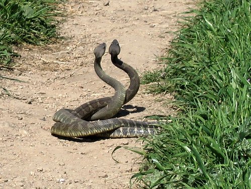 Rattlesnake combat dance, animal mating ritual
