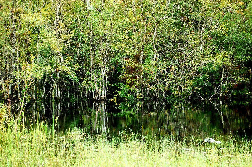 Everglades Wilderness.