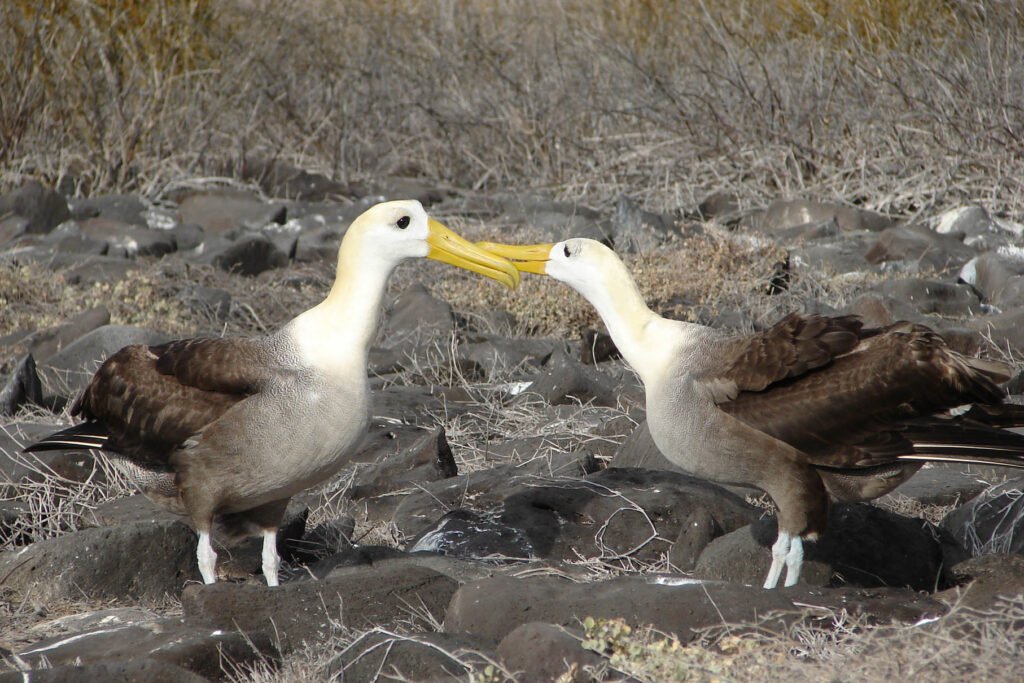 Waved albatross, animal mating ritual