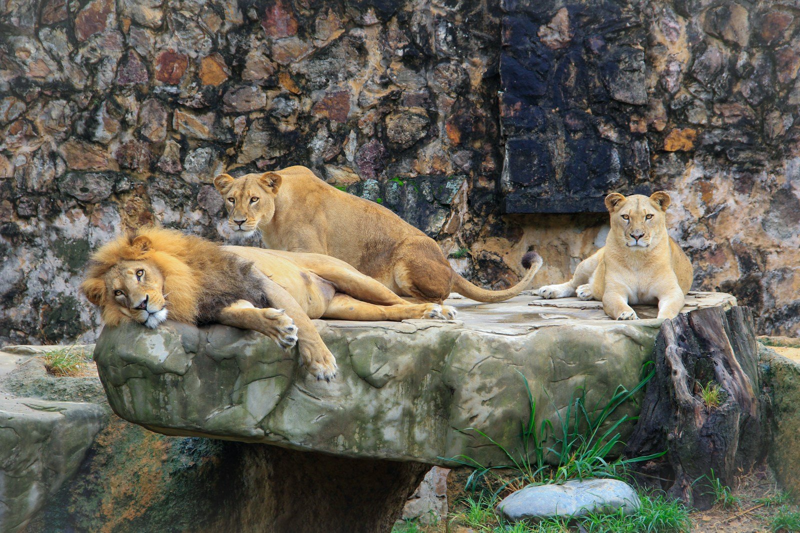Pride of lion and lionesses on a rock in a zoo.