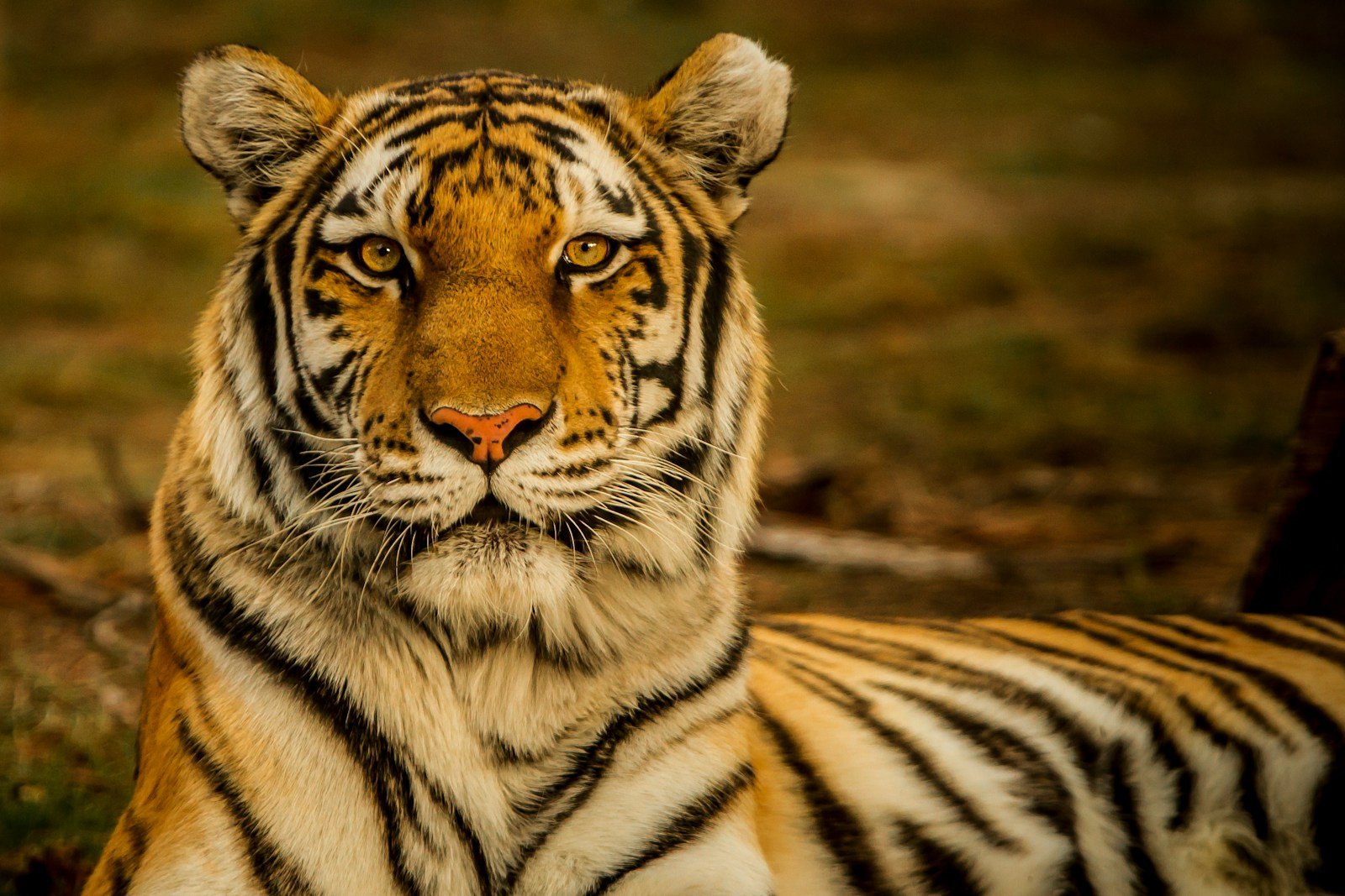 Doubling Tiger Populations: India’s Conservation Triumph
