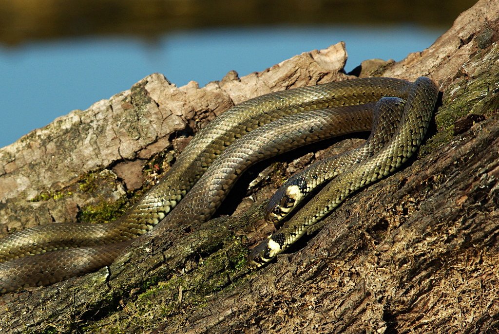 European Grass Snake. 
