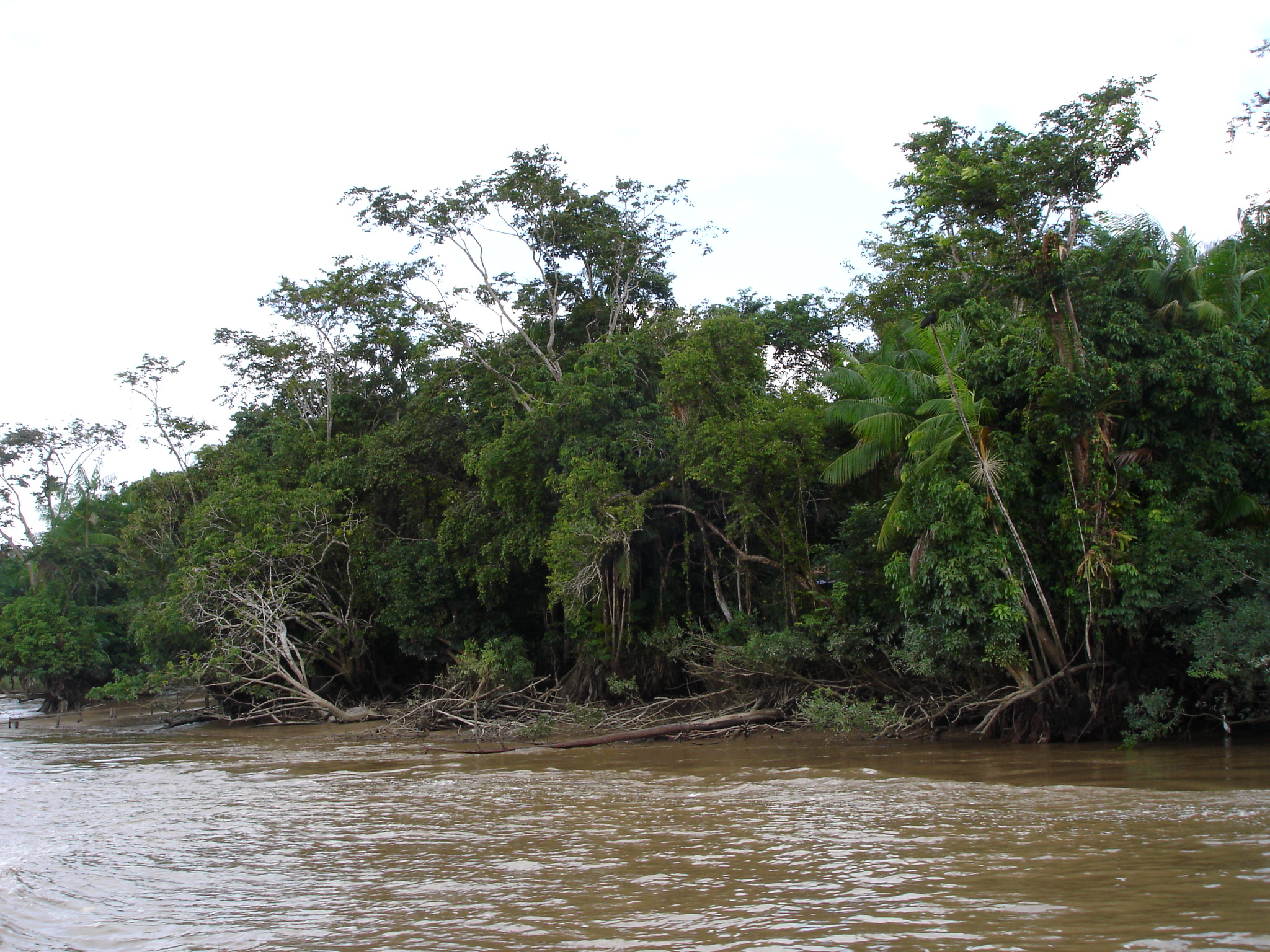 The Amazon’s Hidden Rivers: How Underground Waterways Are Shaping the Rainforest