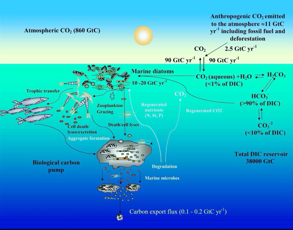 Ocean's Carbon Cycle
